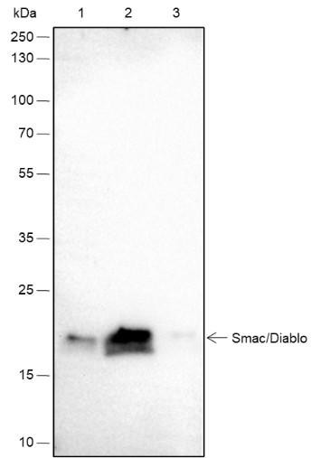Recombinant Smac/Diablo Monoclonal Antibody (AGEL6586)