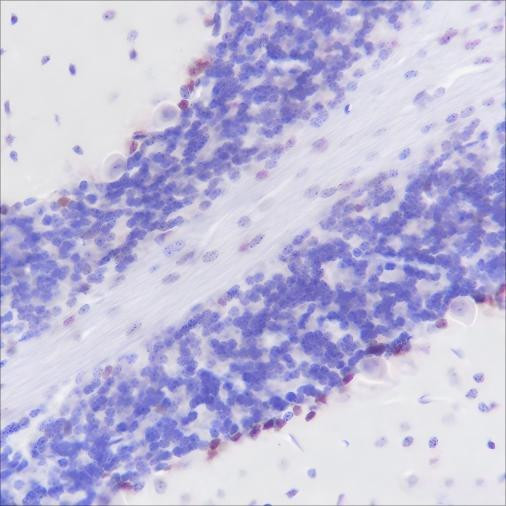 Recombinant SOX1 Monoclonal Antibody (AGEL6588)