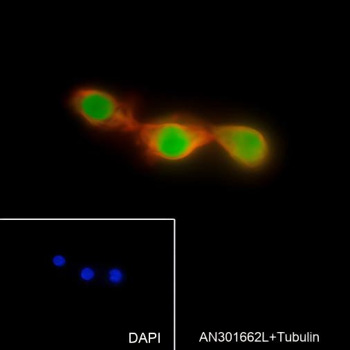 Recombinant SOX2 Monoclonal Antibody (AGEL6590)