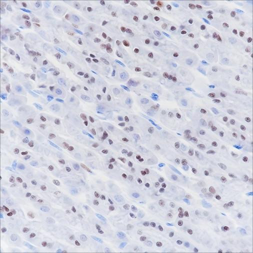 Recombinant SOX2 Monoclonal Antibody (AGEL6590)