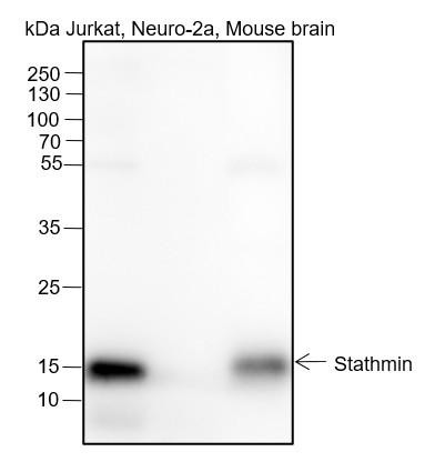 Recombinant Stathmin Monoclonal Antibody (AGEL6593)