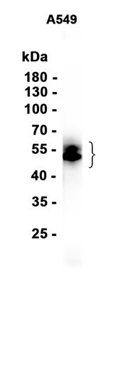 Recombinant VISTA Monoclonal Antibody (AGEL6613)