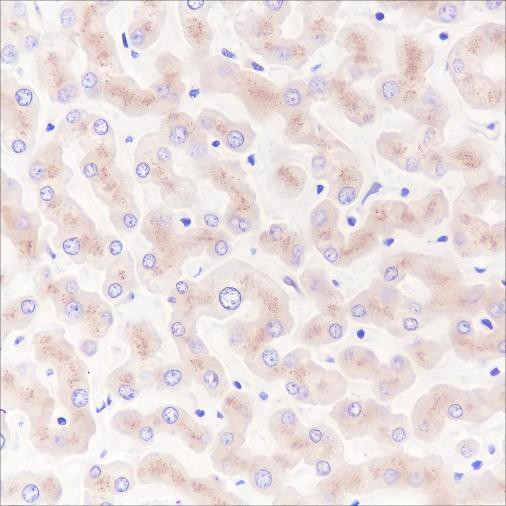 Recombinant Vitronectin/S-Protein Monoclonal Antibody (AGEL6614)