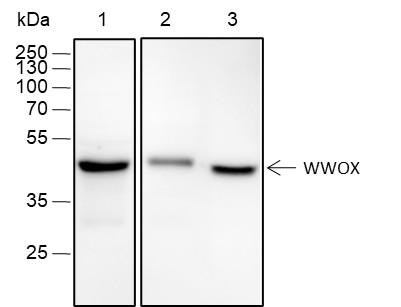 Recombinant WWOX Monoclonal Antibody (AGEL6617)