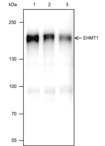 Recombinant EHMT1 Monoclonal Antibody (AGEL6625)