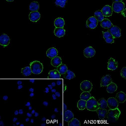 Recombinant CD48 Monoclonal Antibody (AGEL6626)