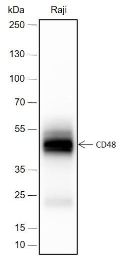 Recombinant CD48 Monoclonal Antibody (AGEL6626)
