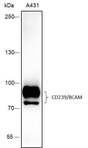 Recombinant CD239/BCAM Monoclonal Antibody (AGEL6633)