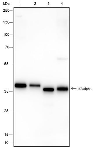 Recombinant IkB alpha Monoclonal Antibody (AGEL6638)