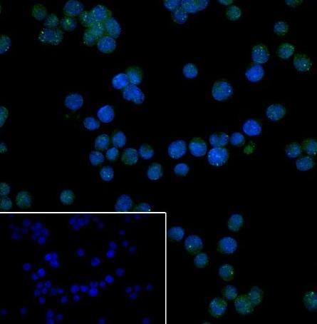 Recombinant BOB-1/OBF-1 Monoclonal Antibody (AGEL6647)