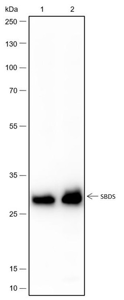 Recombinant SBDS Monoclonal Antibody (AGEL6651)