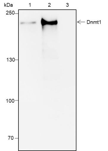 Recombinant DNMT1 Monoclonal Antibody (AGEL6655)