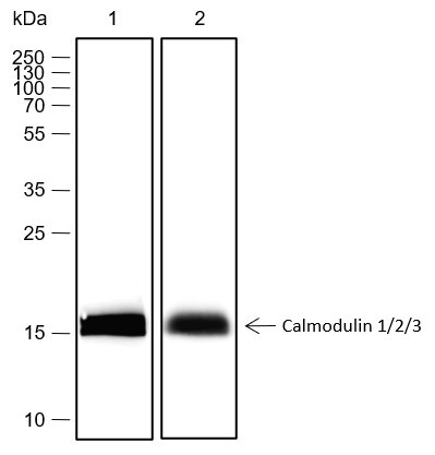 Recombinant Calmodulin 1/2/3 Monoclonal Antibody (AGEL6658)