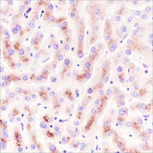 Recombinant CHMP2B Monoclonal Antibody (AGEL6660)