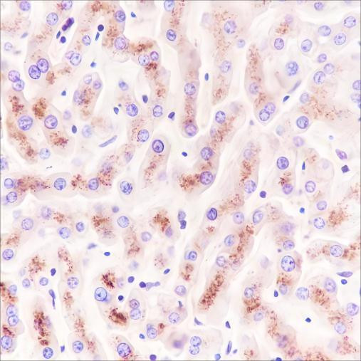 Recombinant CHMP2B Monoclonal Antibody (AGEL6660)