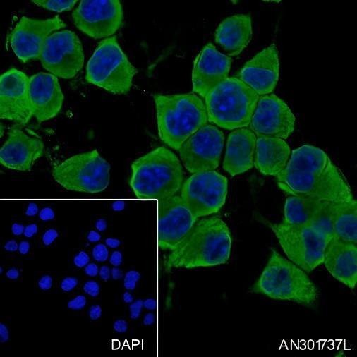 Recombinant Caspr Monoclonal Antibody (AGEL6664)