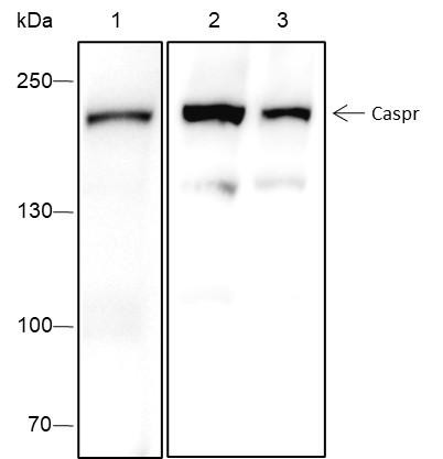 Recombinant Caspr Monoclonal Antibody (AGEL6664)