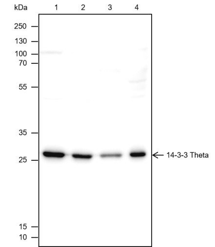 Recombinant 14-3-3 theta Monoclonal Antibody (AGEL6668)
