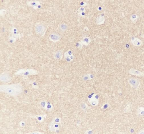 Recombinant CD90/Thy1 Monoclonal Antibody (AGEL6674)