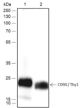 Recombinant CD90/Thy1 Monoclonal Antibody (AGEL6674)