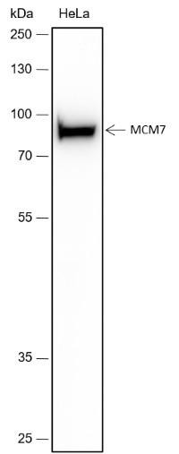 Recombinant MCM7 Monoclonal Antibody (AGEL6675)
