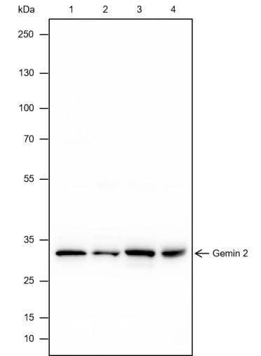 Recombinant Gemin 2 Monoclonal Antibody (AGEL6680)