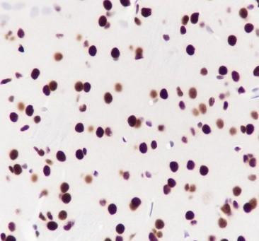 Recombinant ILF3 Monoclonal Antibody (AGEL6685)