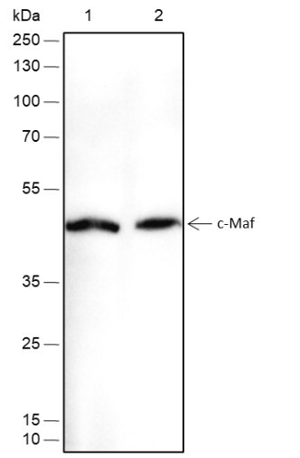 Recombinant c-Maf Monoclonal Antibody (AGEL6688)