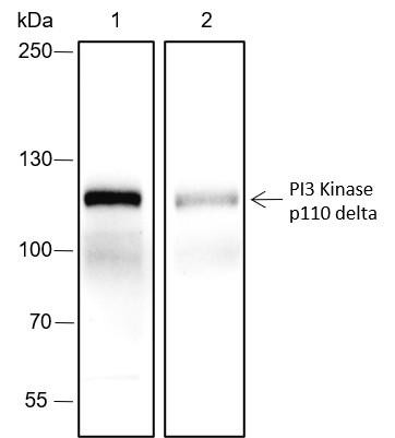 Recombinant PI3 Kinase p110 delta Monoclonal Antibody (AGEL6689)
