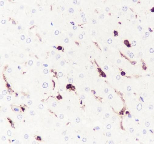Recombinant LILRB1 Monoclonal Antibody (AGEL6700)