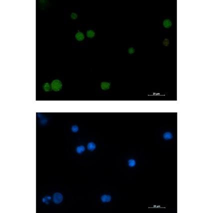 Recombinant Rad51 Monoclonal Antibody (AGEL6703)