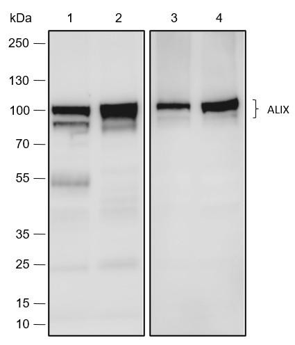 Recombinant ALIX Monoclonal Antibody (AGEL6712)