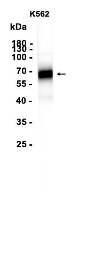 Recombinant ICAM-2 Monoclonal Antibody (AGEL6720)