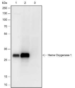 Recombinant Heme Oxygenase 1 Monoclonal Antibody (AGEL6721)