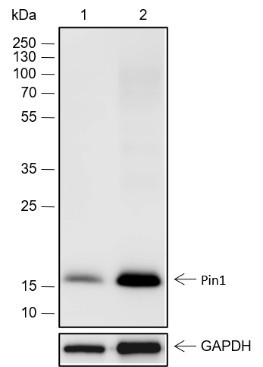 Recombinant Pin1 Monoclonal Antibody (AGEL6732)