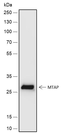 Recombinant MTAP Monoclonal Antibody (AGEL6734)
