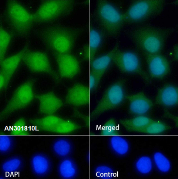 Recombinant Cdc23 Monoclonal Antibody (AGEL6737)