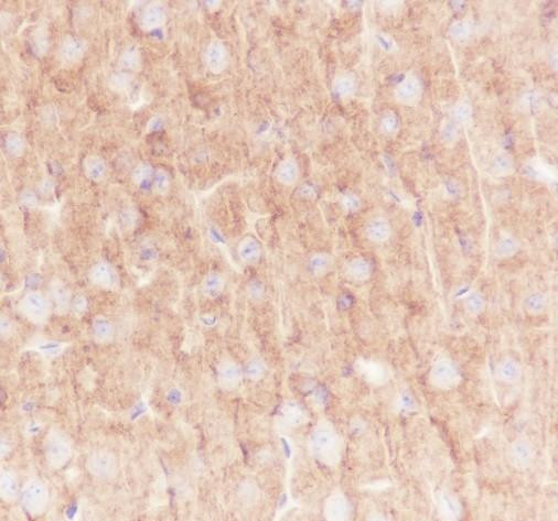 Recombinant GABA A Receptor alpha 1 Monoclonal Antibody (AGEL6738)