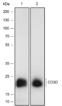 Recombinant CD3D Monoclonal Antibody (AGEL6740)