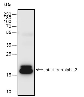 Recombinant Interferon alpha-2 Monoclonal Antibody (AGEL6741)