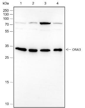 Recombinant ORAI3 Monoclonal Antibody (AGEL6743)