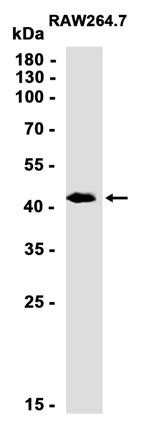 Recombinant ING1 Monoclonal Antibody (AGEL6745)