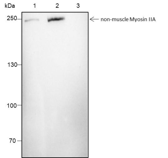 Recombinant non-muscle Myosin IIA Monoclonal Antibody (AGEL6756)