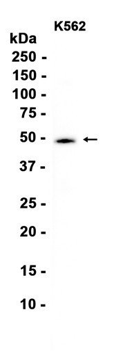 Recombinant Casein Kinase 1 gamma 2 Monoclonal Antibody (AGEL6759)