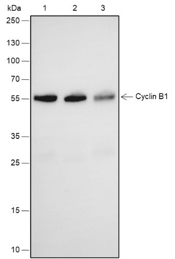 Recombinant Cyclin B1 Monoclonal Antibody (AGEL6761)