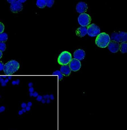 Recombinant Cyclin B1 Monoclonal Antibody (AGEL6761)