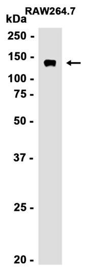 Recombinant SF3B3 Monoclonal Antibody (AGEL6768)