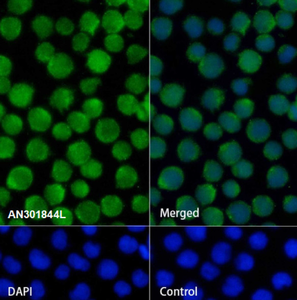 Recombinant VAV3 Monoclonal Antibody (AGEL6771)