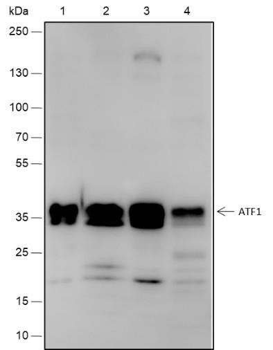 Recombinant ATF1 Monoclonal Antibody (AGEL6777)