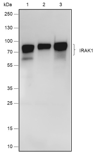 Recombinant IRAK1 Monoclonal Antibody (AGEL6782)